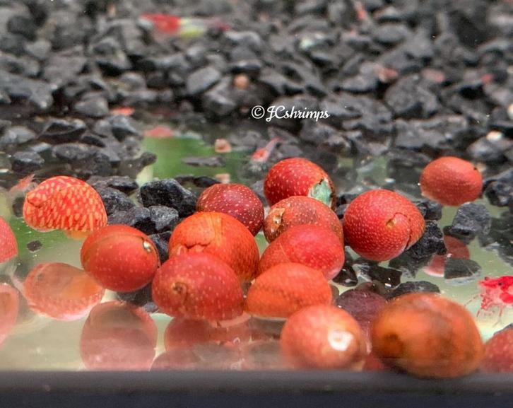 Clithon Pink & Yellow - Aquarium slakken - slak, Dieren en Toebehoren, Vissen | Aquariumvissen, Zoetwatervis, Slak of Weekdier