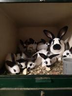 Jonge lotharinger, Dieren en Toebehoren, Meerdere dieren, Groot