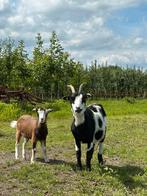 Dwerg geit + Dwerg geit X Toggenburger, Dieren en Toebehoren, Schapen, Geiten en Varkens, Vrouwelijk, Geit