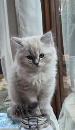 Ragdoll kittens, Meerdere dieren, Gechipt