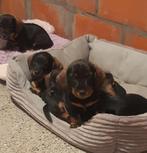 Teckel pups kort- ruw harig (Kanichen), Dieren en Toebehoren, Honden | Teckels en Dashonden, Kaninchen, België, Particulier, CDV (hondenziekte)