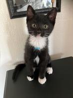 Lieve kittens te koop, Dieren en Toebehoren, Meerdere dieren, 0 tot 2 jaar
