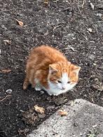 Jonge poesjes, Dieren en Toebehoren, Katten en Kittens | Overige Katten, Geslacht onbekend