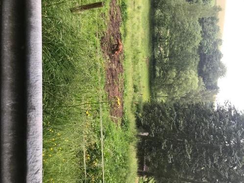 Water Molen .en Vakwerk Boerderij te Koop ., Huizen en Kamers, Buitenland, Duitsland, Overige soorten, Landelijk, Verkoop zonder makelaar
