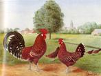 Fries roodbonte hoen trio's te koop, Dieren en Toebehoren, Pluimvee, Meerdere dieren, Kip