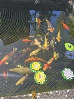 Diverse mooie koi karpers te koop! Wegens verhuizing, Dieren en Toebehoren, Vissen | Vijvervissen, Karper of Koi