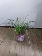 Kamerplant met pot, Ophalen, Overige soorten, Halfschaduw