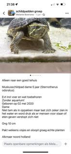 Muskusschildpad dame 5 jaar, Dieren en Toebehoren, Reptielen en Amfibieën, Schildpad, 3 tot 6 jaar