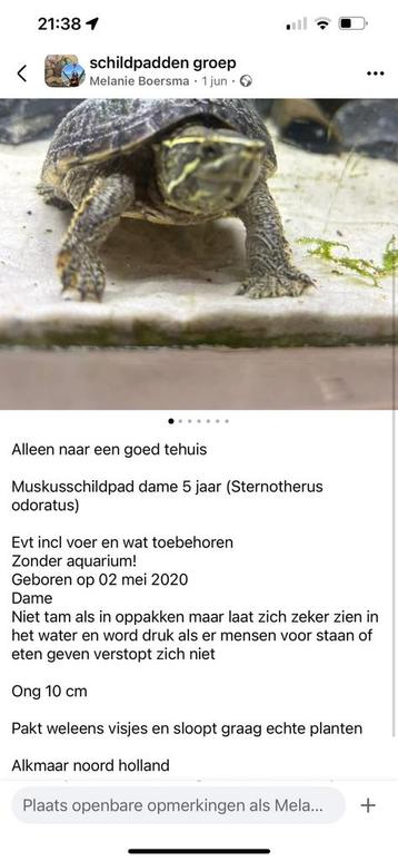 Muskusschildpad dame 5 jaar beschikbaar voor biedingen