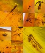 Barnsteen met insectjes Birma, Verzamelen, Ophalen of Verzenden, Fossiel