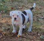 Supermooie Amerikaanse bulldog pups met stamboom., Dieren en Toebehoren, Honden | Bulldogs, Pinschers en Molossers, Nederland