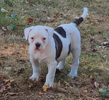 Supermooie Amerikaanse bulldog pups met stamboom. beschikbaar voor biedingen