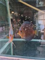 super mooie jonge discusvissen   5 cm, Dieren en Toebehoren, Vissen | Aquariumvissen, Vis