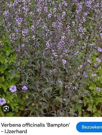Mooie plantjes 2.50 perstuk beschikbaar voor biedingen