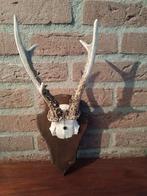 Ree Gewei op houten schild no.04, Ophalen of Verzenden, Zo goed als nieuw, Hert, Gewei of Kop