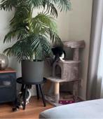 Krabpaal Feandrea, Ophalen, Krabpaal