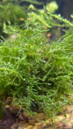 Mos voor aquarium, Vis