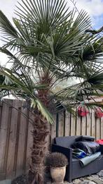 Grote palmboom, Zomer, Volle zon, 250 tot 400 cm, Ophalen of Verzenden