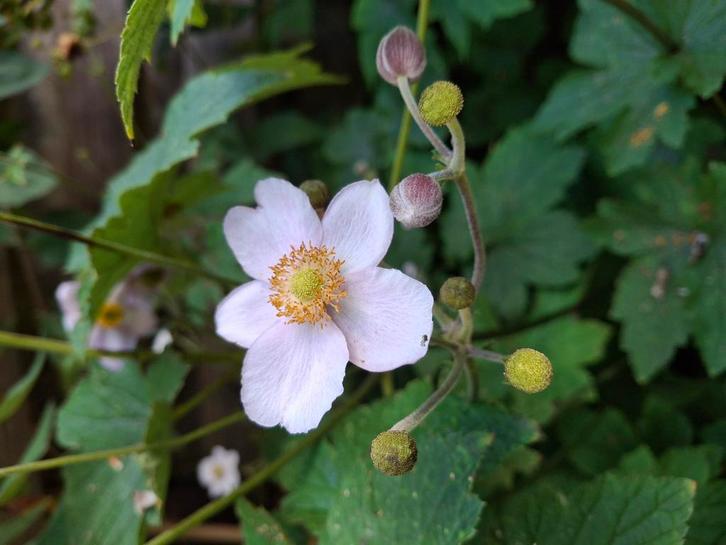 Herfstanemoon, Tuin en Terras, Planten | Tuinplanten, Vaste plant, Volle zon, Zomer, Ophalen