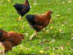 Wyandotte kriel haantje, Dieren en Toebehoren, Pluimvee, Mannelijk, Kip