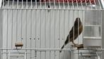 Baastard Kneu Man, Mannelijk, Wildzangvogel, Geringd