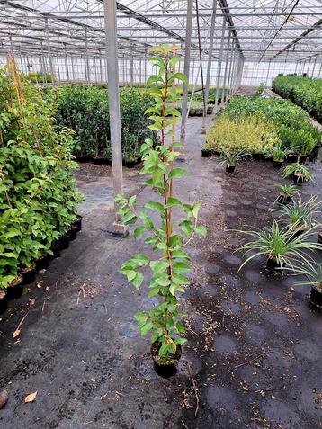 Prunus lus. Tico Laurier🍀 beschikbaar voor biedingen