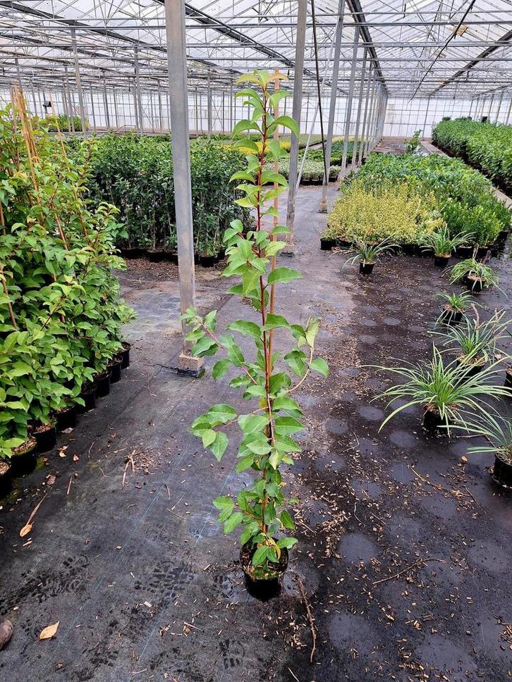 Prunus lus. Tico Laurier🍀, Tuin en Terras, Planten | Bomen, Overige soorten, 100 tot 250 cm, Halfschaduw, Ophalen