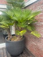 Trachycarpus Wagnerianus, Tuin en Terras, Ophalen, Zomer, Volle zon, Palmboom