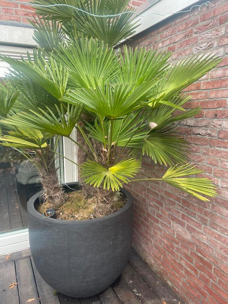 Trachycarpus Wagnerianus, Tuin en Terras, Planten | Bomen, Palmboom, Volle zon, Zomer, Ophalen