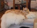 Kittens Maine Coon, Dieren en Toebehoren, Katten en Kittens | Overige Katten, Meerdere dieren
