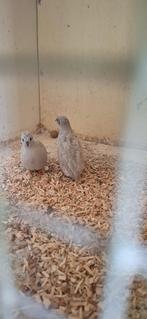Chinese dwergkwartels, Dieren en Toebehoren, Vogels | Overige Vogels, Meerdere dieren