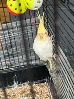 Valkparkite met kooi, Mannelijk, Parkiet