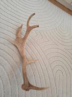 Gewei van edelhert, Verzamelen, Dierenverzamelingen, Ophalen of Verzenden, Hert, Gewei of Kop