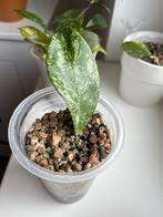 Hoya Pubicalyx Splash Geworteld Stekje, Ophalen, Halfschaduw, Minder dan 100 cm