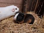 Te koop, cavia beertje krul (witte cavia NIET te koop), Cavia, Mannelijk, Juli, Tam