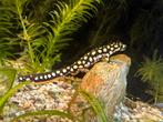 Beek salamander Neurergus crocatus, Amfibie, 0 tot 2 jaar