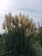 Pampas pluimen, Ophalen, Nieuw