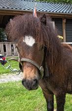 Mooi mini pony hengstjes te koop, Dieren en Toebehoren, Pony's, Ruin, Recreatiepony, Gechipt