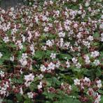 Stekjes - diverse soorten, Volle zon, Vaste plant, Zomer, Ophalen