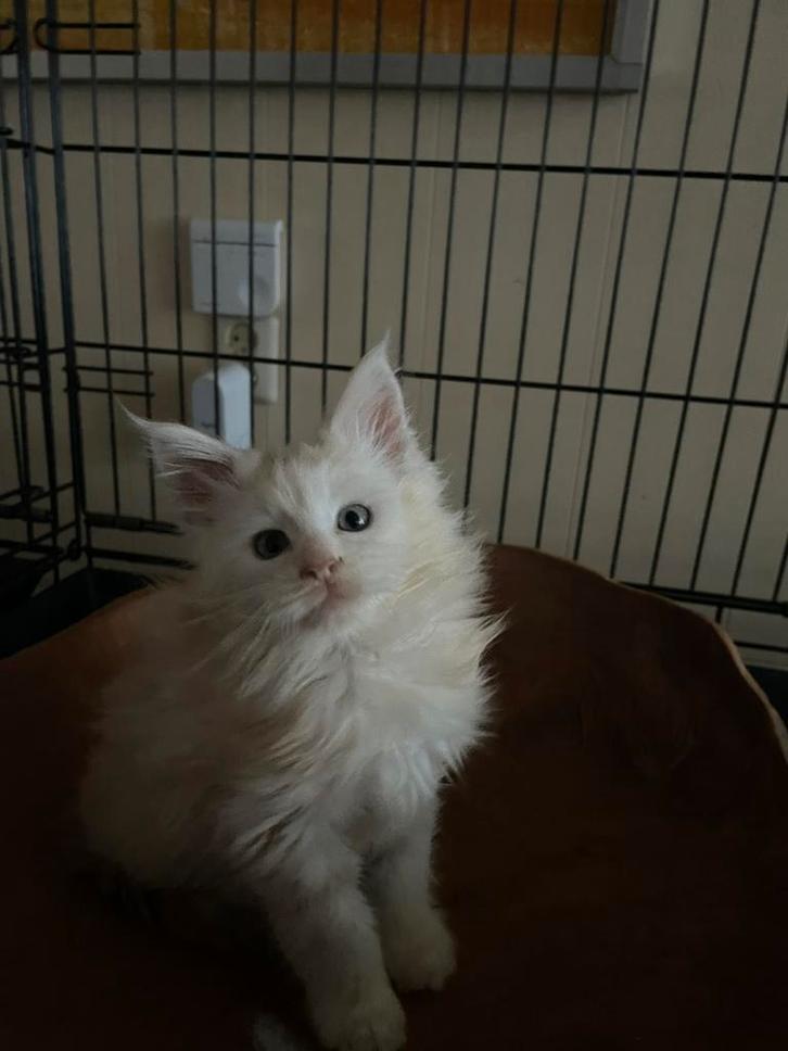 Mooie maine coon kittens uit Russische lijnen, Dieren en Toebehoren, Katten en Kittens | Raskatten | Langhaar, Meerdere dieren