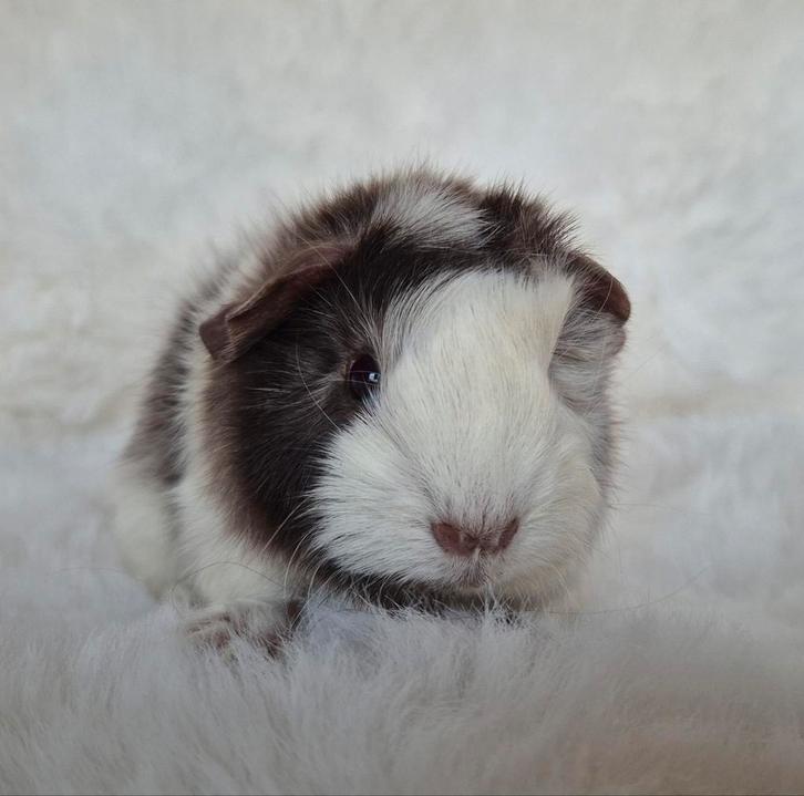 Super lieve cavia beertjes, Dieren en Toebehoren, Knaagdieren, Mannelijk, Cavia, November, Tam