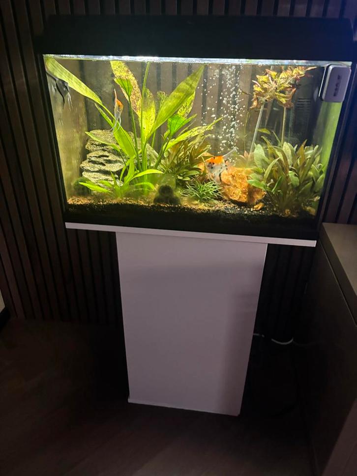 Aquarium 60 liter, Dieren en Toebehoren, Vissen | Aquaria en Toebehoren, Gevuld zoetwateraquarium, Ophalen