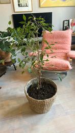 Grote ficus kamerplant, Huis en Inrichting, Kamerplanten, Ophalen
