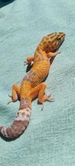Hypo Tangerine Luipaardgekko – Vrouw, Hagedis, Tam, 0 tot 2 jaar
