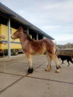 veulens, Dieren en Toebehoren, Paarden, Gechipt, Minder dan 160 cm, Niet van toepassing, 0 tot 2 jaar