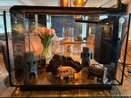 Aqarium met vissen, Ophalen, Zo goed als nieuw, Gevuld zoetwateraquarium