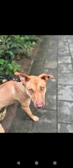 Egyptische Farao hond., Dieren en Toebehoren, Honden | Niet-rashonden, Particulier, 15 weken tot 1 jaar, Reu, Buitenland