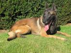 Mechelse herder reu afgerichte nvbk C 3 politiehond & bewaki, Dieren en Toebehoren, Honden | Herdershonden en Veedrijvers, Rabiës (hondsdolheid)