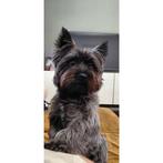 Gezocht Cairn Terriër dekreu blond/rood, Dieren en Toebehoren, Honden | Jack Russells en Terriërs, Geslacht onbekend, Eén hond