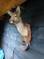 Opgezette Hertenkop, Ophalen of Verzenden, Zo goed als nieuw, Vogel, Opgezet dier